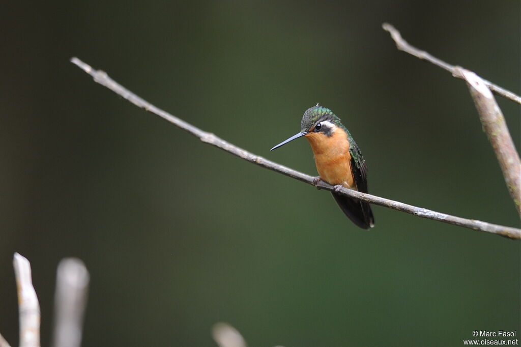 Colibri à gorge pourprée femelle adulte, identification
