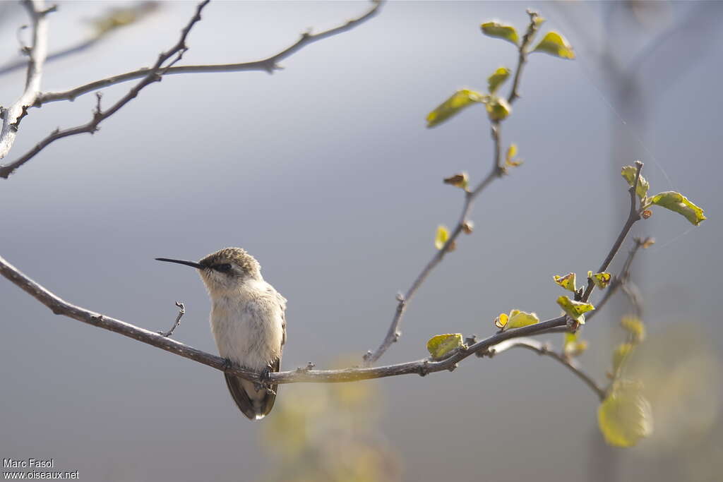 Colibri à queue courte femelle adulte