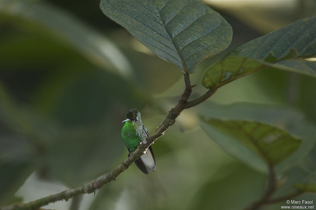 Coppery-headed Emerald male adult, identification