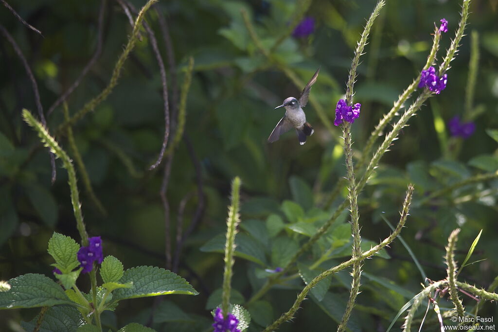 Colibri à tête violette