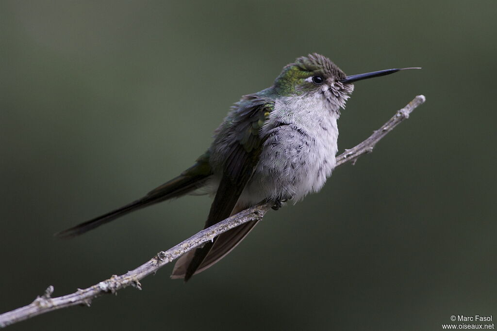 Grey-bellied Comet male adult, identification