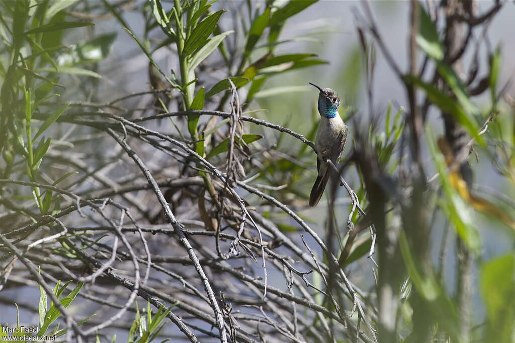 Purple-collared Woodstar