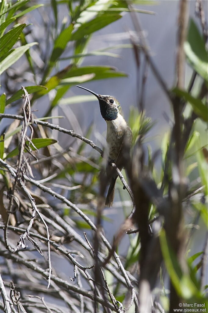 Purple-collared Woodstar