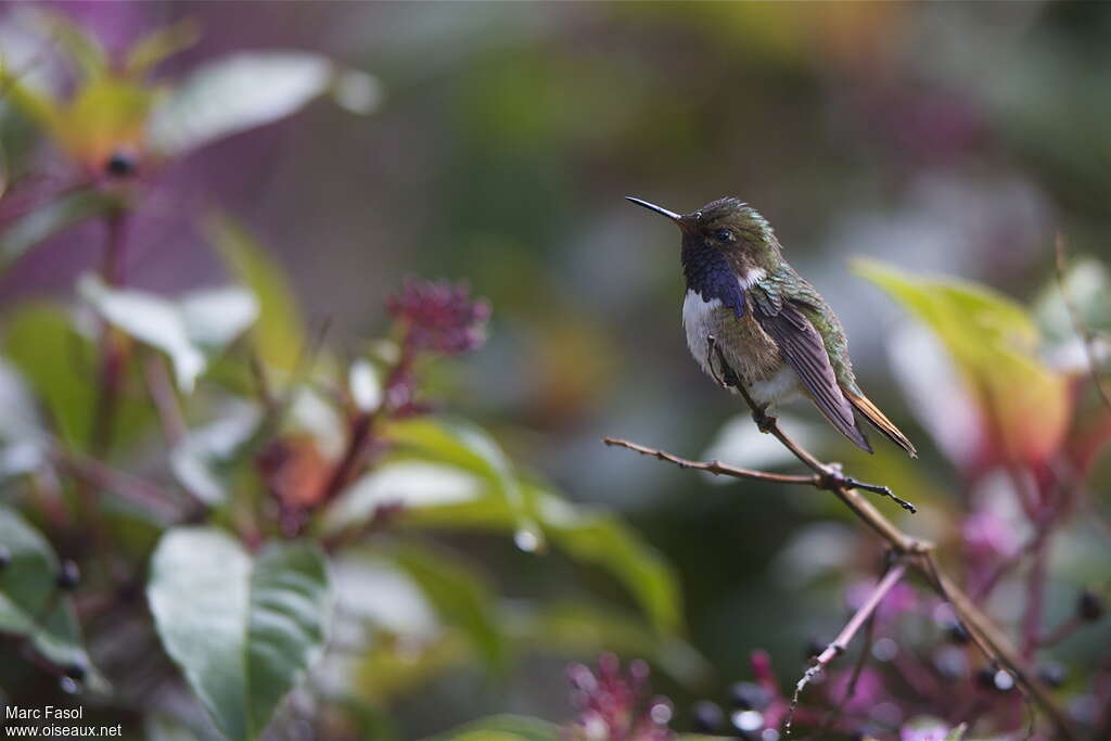 Volcano Hummingbird male adult, identification