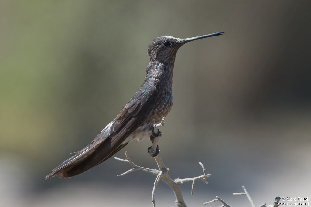 Colibri géantadulte internuptial, identification