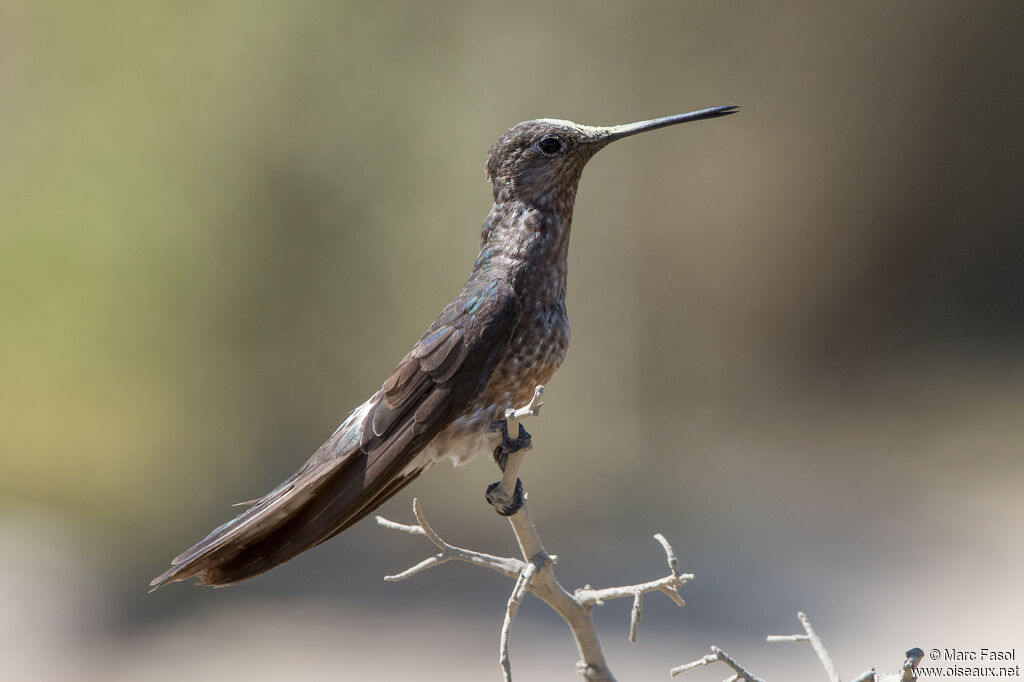 Colibri géantadulte, identification