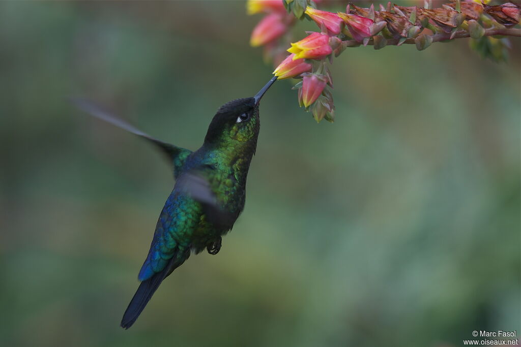 Colibri insigneadulte, identification, Vol, régime, Comportement
