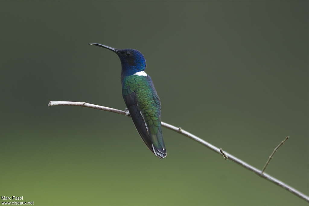 Colibri jacobin mâle adulte nuptial, identification