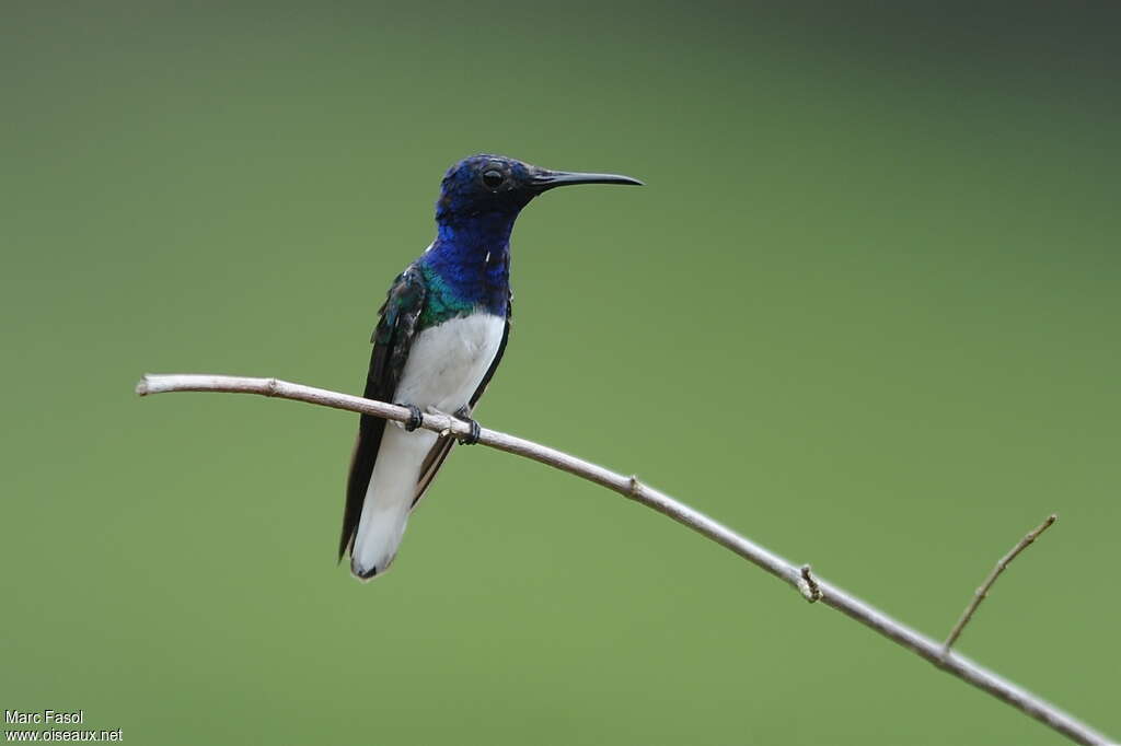 Colibri jacobin mâle adulte nuptial, identification
