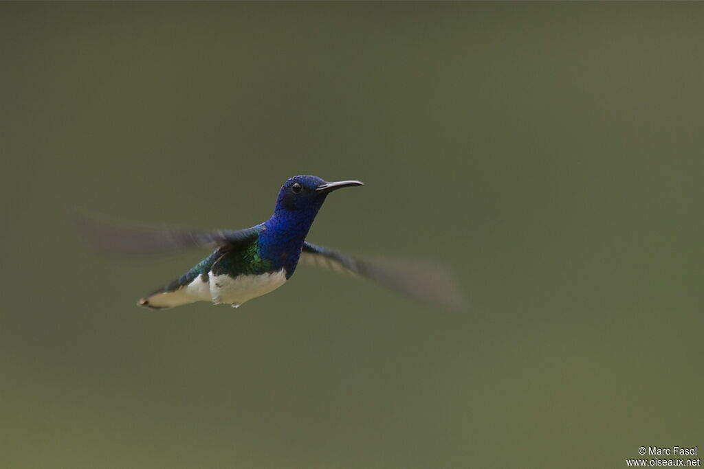 Colibri jacobin mâle adulte nuptial, Vol