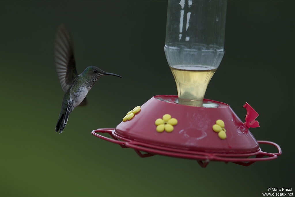 Colibri jacobin femelle adulte nuptial, régime