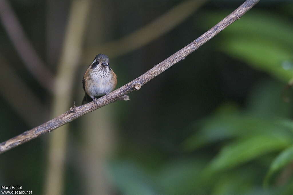 Speckled Hummingbirdadult breeding, pigmentation