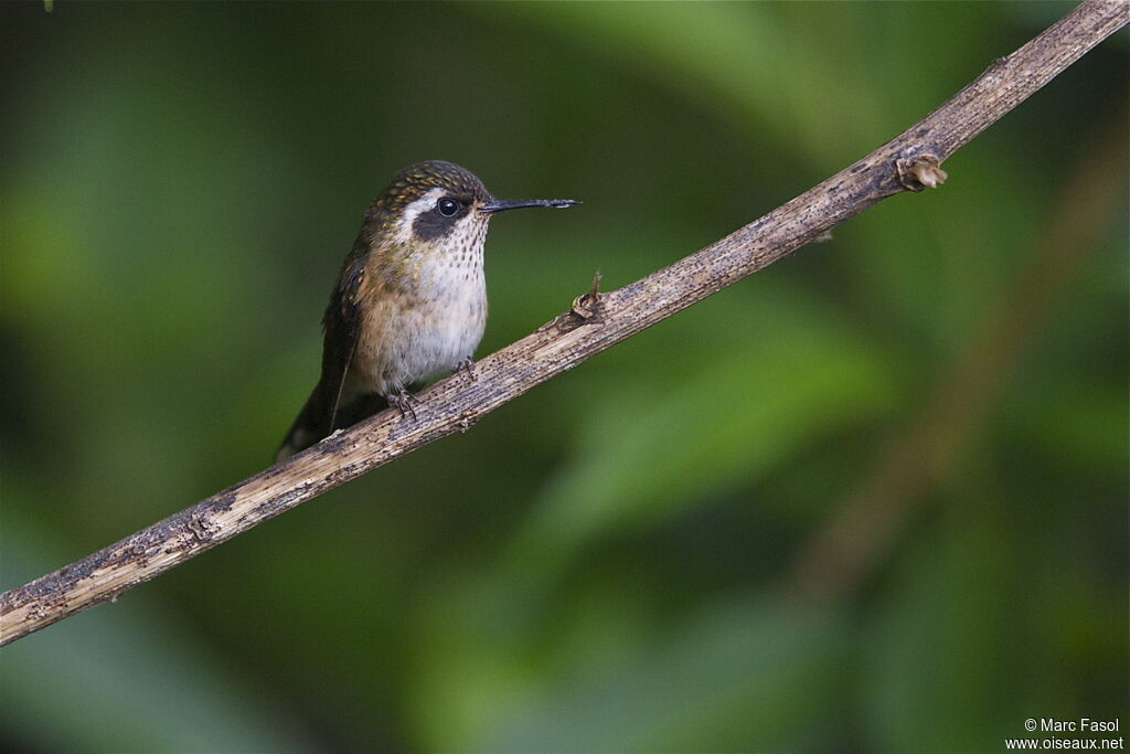 Speckled Hummingbirdadult, identification