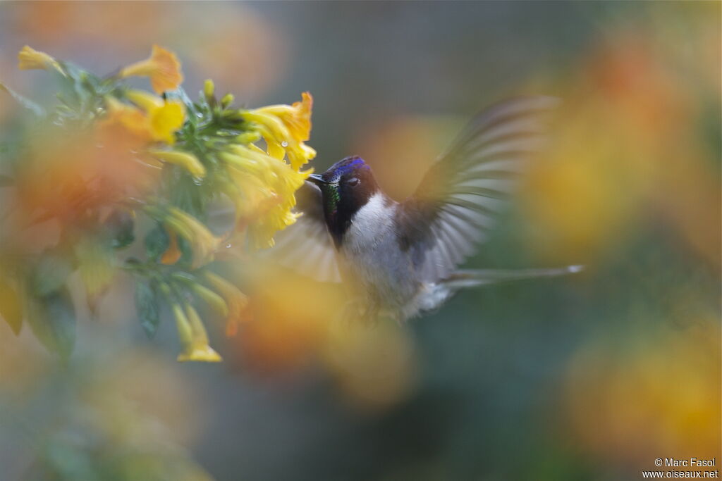 Bearded Mountaineer male adult breeding, Flight, feeding habits, Behaviour