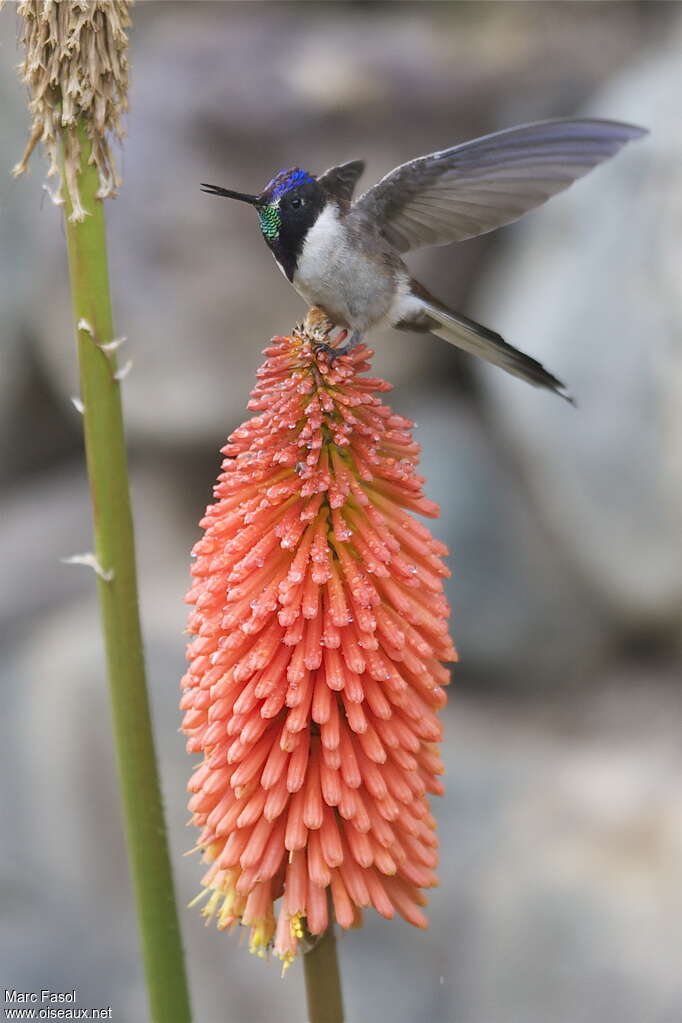 Bearded Mountaineeradult, Flight