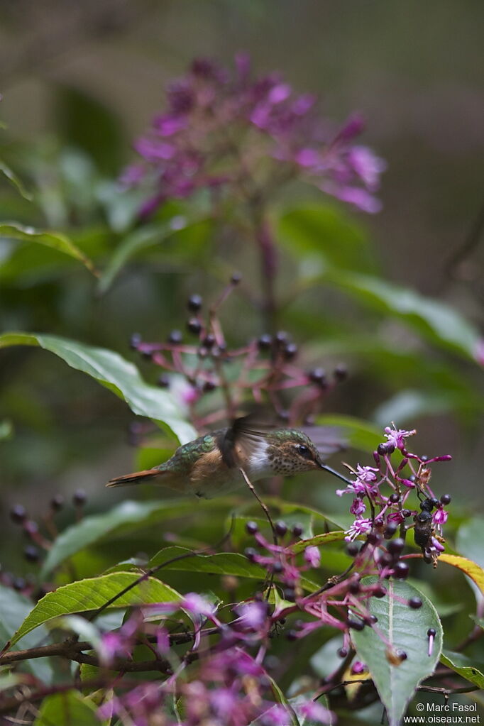 Colibri scintillant femelle adulte, Vol, régime
