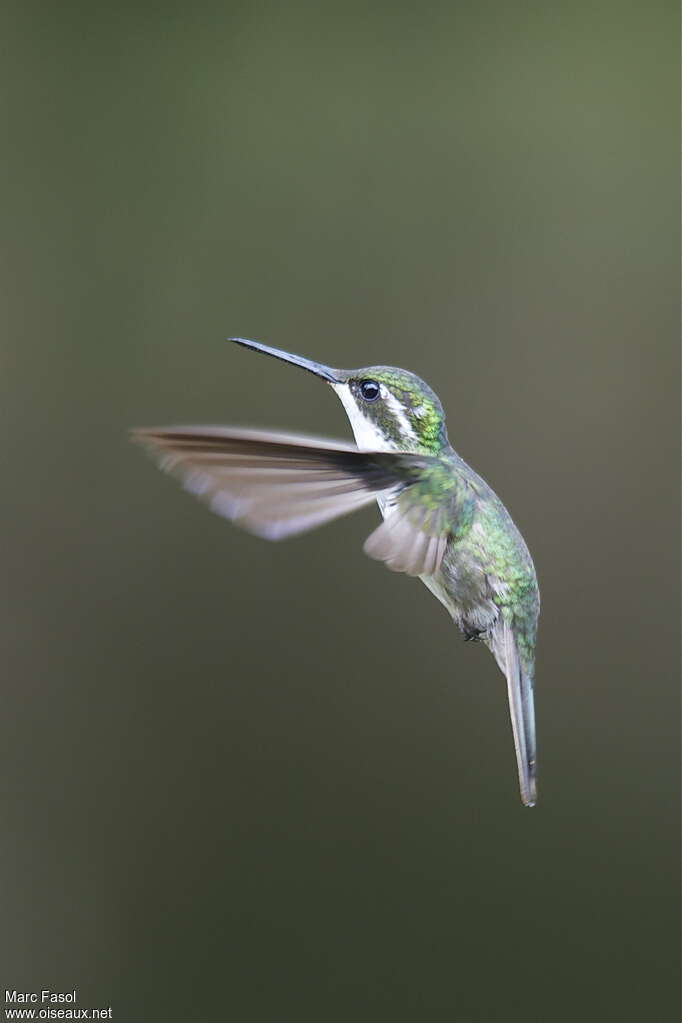 Green-throated Mountaingem female adult breeding, identification