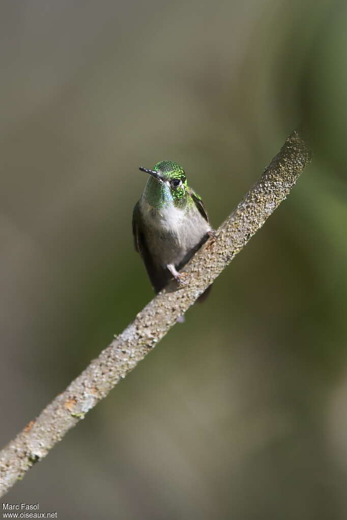 Colibri vert-d'eau mâle adulte nuptial, portrait