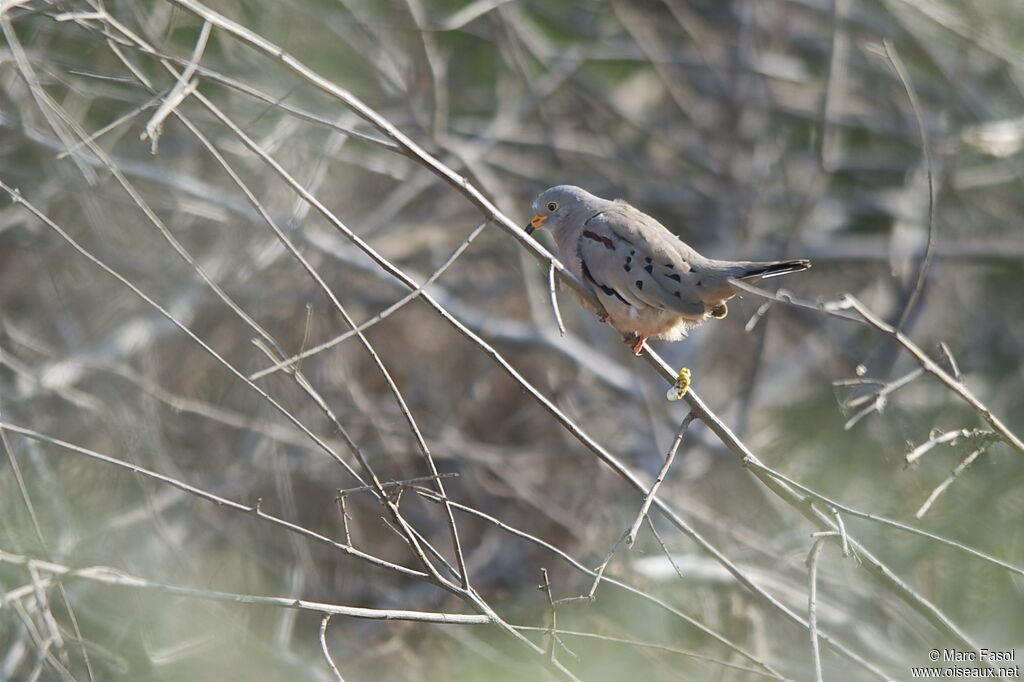 Croaking Ground Dove male adult, identification
