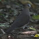 Colombe à front gris