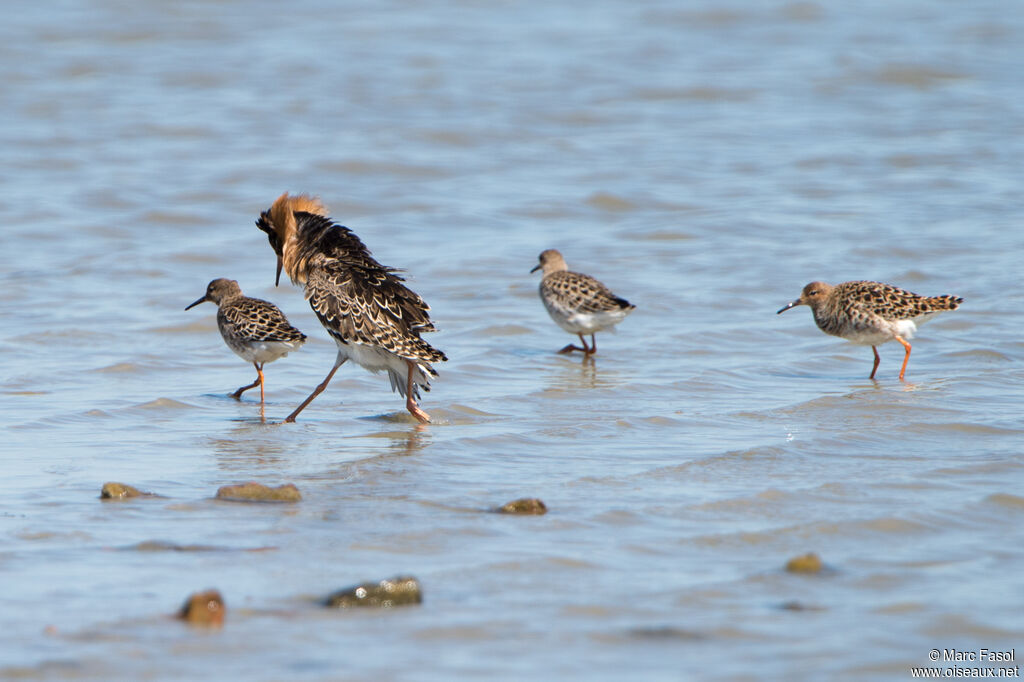 Combattant variéadulte, identification, parade