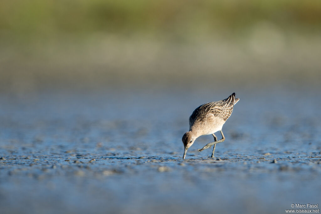 Combattant variéjuvénile, identification, pêche/chasse
