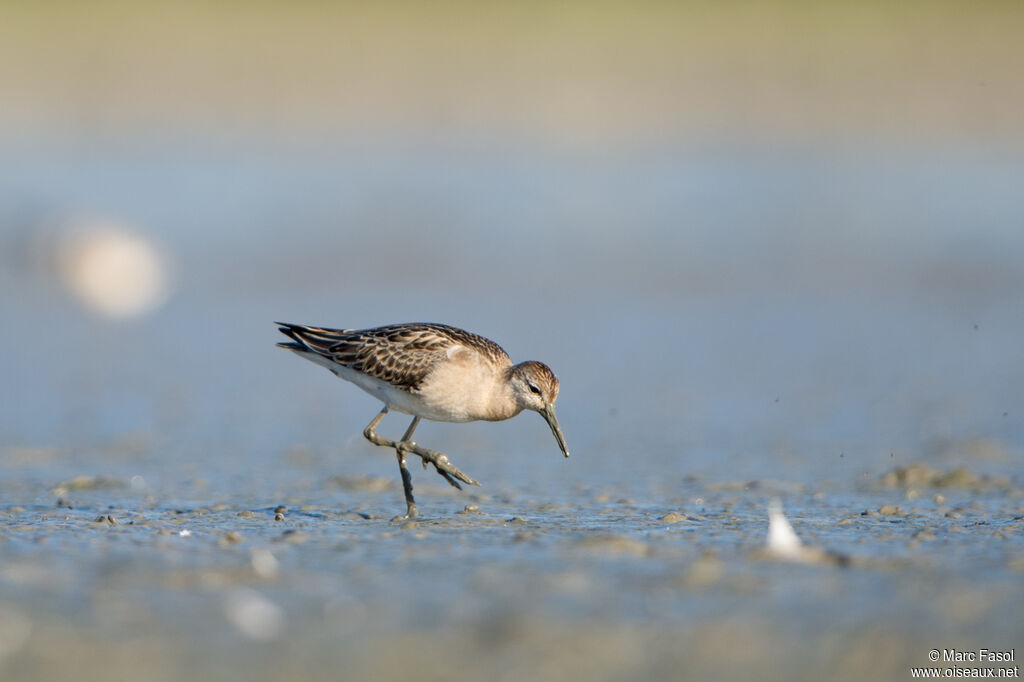 Combattant variéjuvénile, identification, pêche/chasse