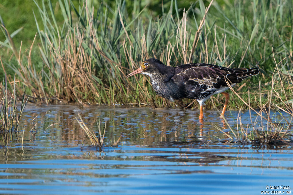 Ruff male adult breeding, identification