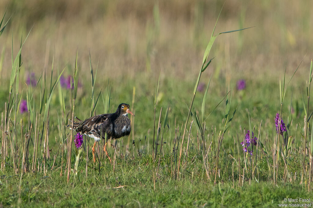Combattant varié mâle adulte nuptial, identification