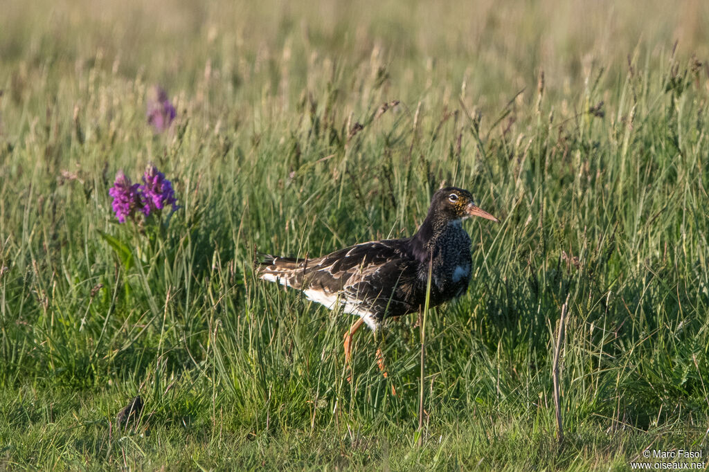 Combattant varié mâle adulte nuptial, identification