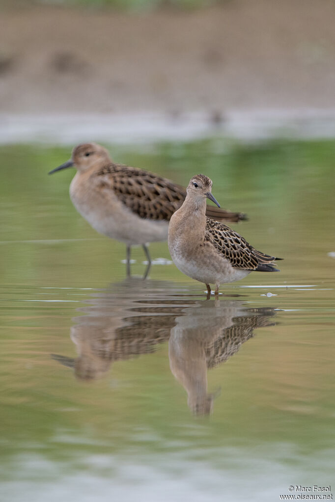 Combattant variéjuvénile, identification