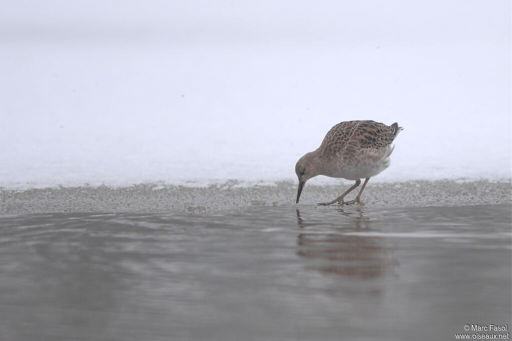 Ruffadult post breeding, identification, feeding habits