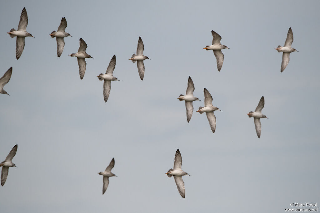 Combattant varié, Vol