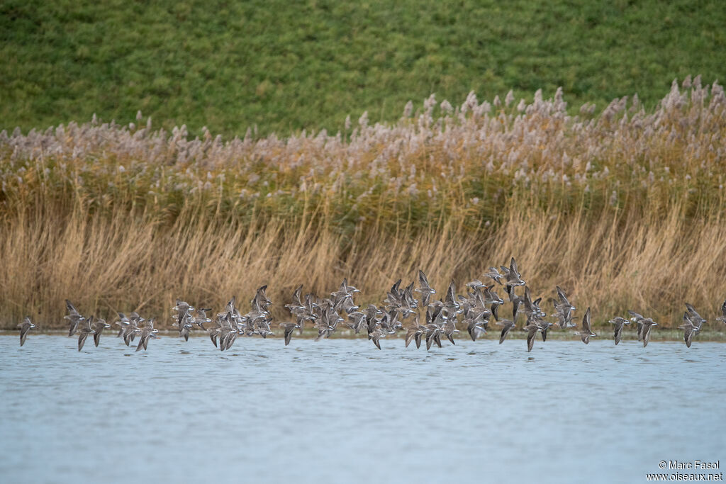 Combattant varié, Vol