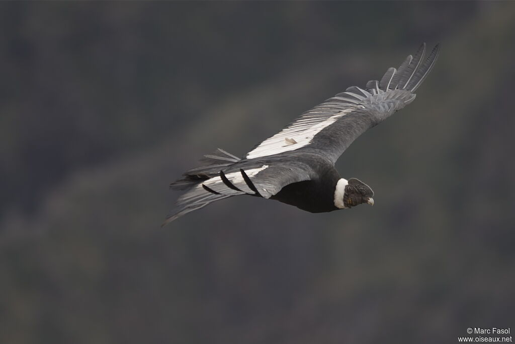Andean Condoradult, Flight