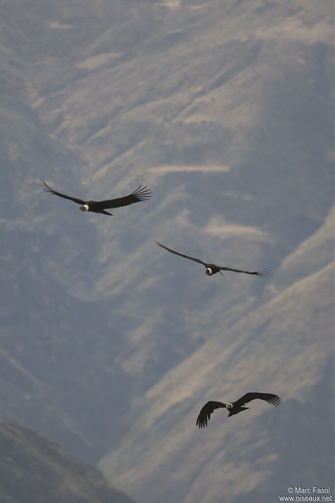 Condor des Andesadulte, Vol