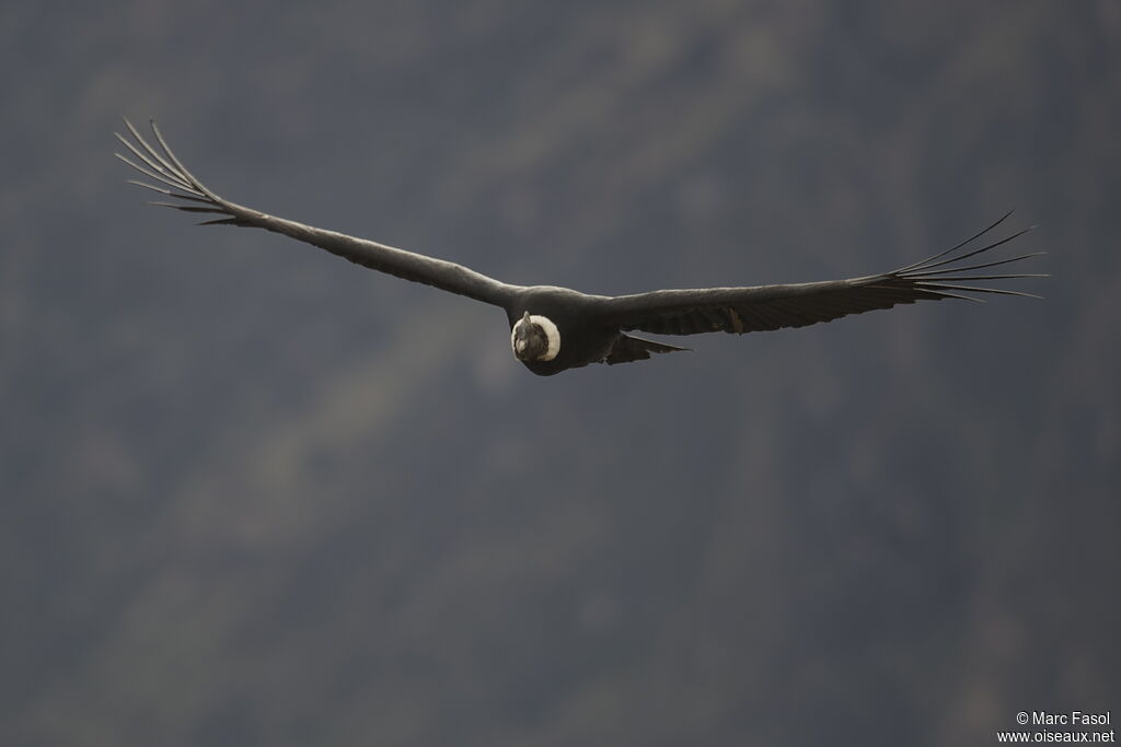 Condor des Andesadulte, Vol