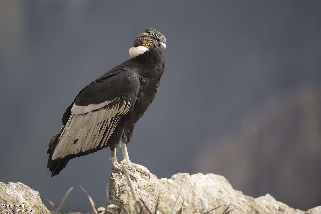 Condor des Andes mâle adulte, identification