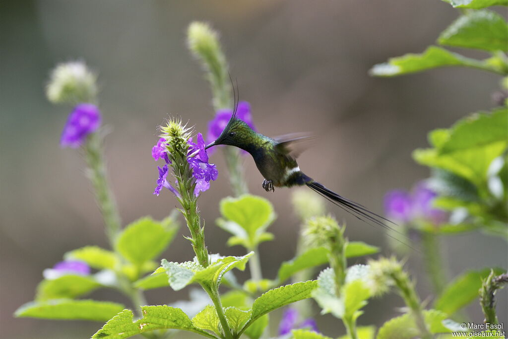 Wire-crested Thorntail male, identification, Flight, feeding habits, Behaviour
