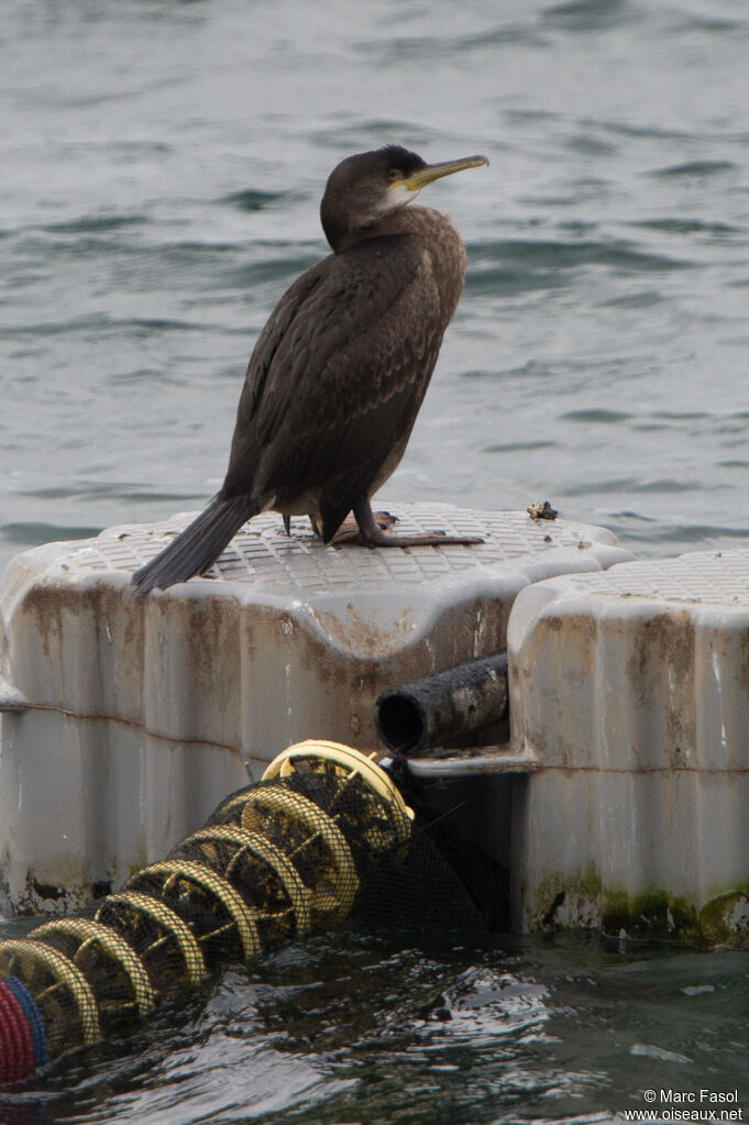 Cormoran huppéimmature, identification