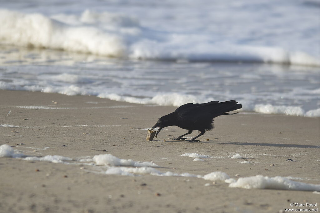 Carrion Crowadult, identification, feeding habits
