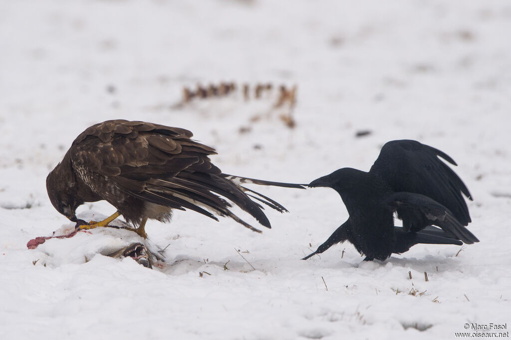Corneille noire, mange, r. parasite