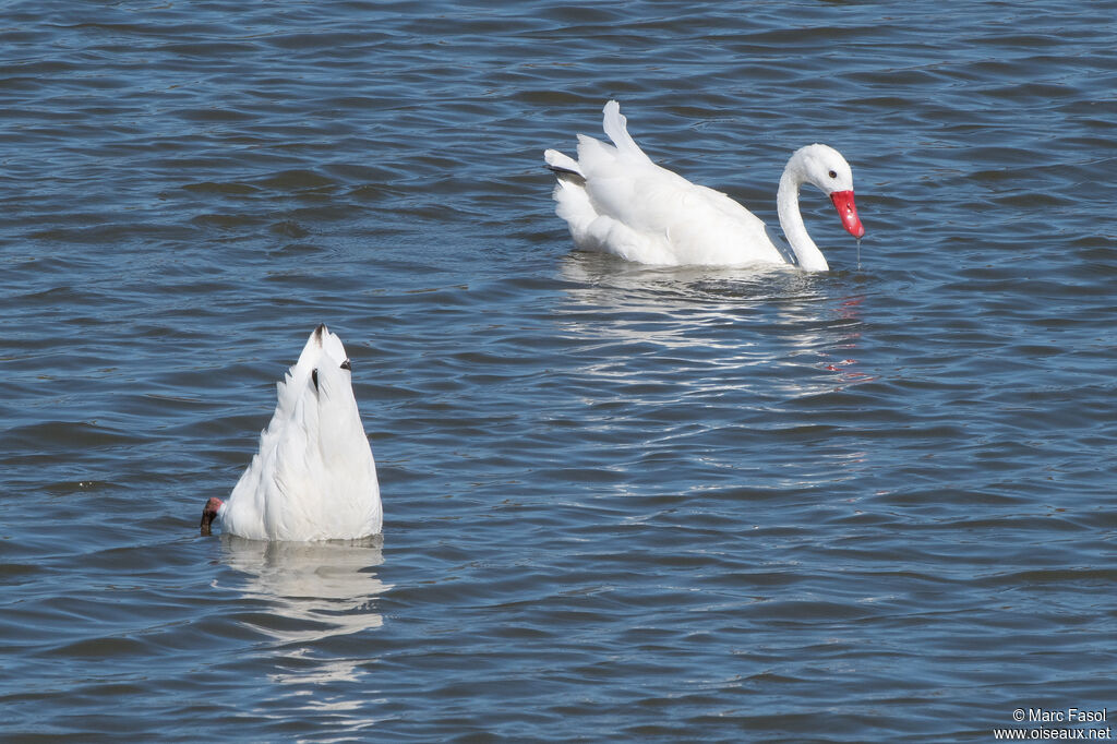 Coscoroba Swanadult breeding