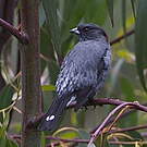 Cotinga à huppe rouge