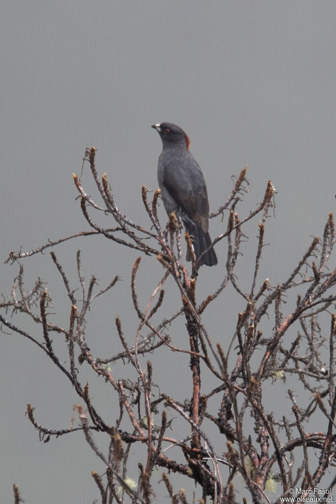 Cotinga à huppe rougeadulte, identification