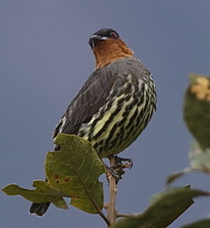 Cotinga à tête rousse