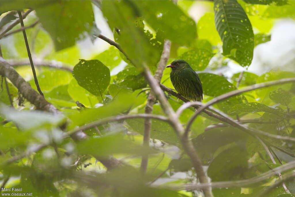 Orange-breasted Fruiteater female adult, habitat