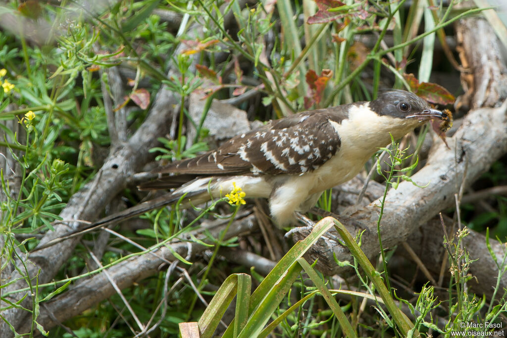 Coucou geai mâle, identification, régime, pêche/chasse