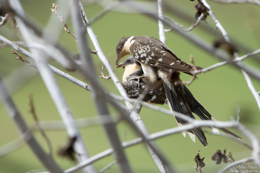 Coucou geaiadulte nuptial, accouplement.