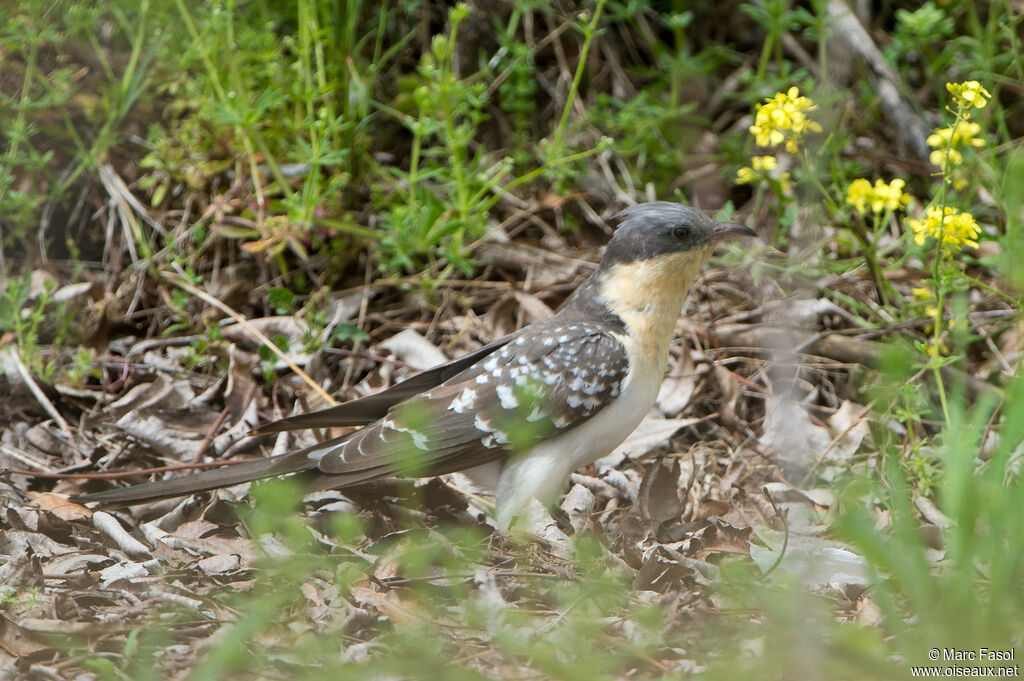 Coucou geai femelle adulte, identification, marche